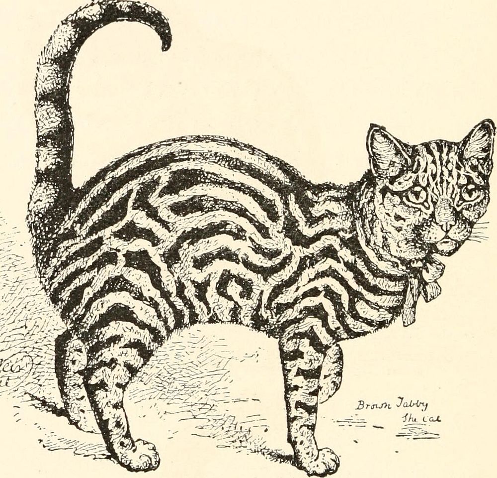 Identifier: catguidetoclassi00huid2 (find matches)Title: The cat, a guide to the classification and varieties of cats and a…