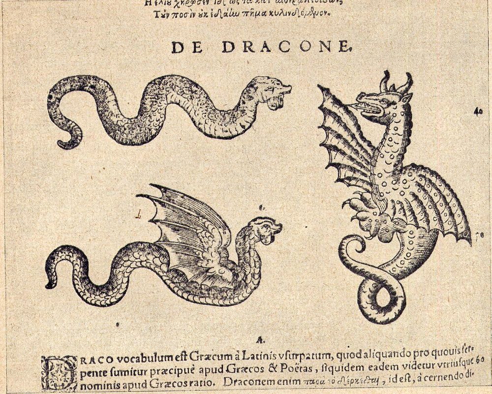 Picture of a dragon. early modern scientific description.
