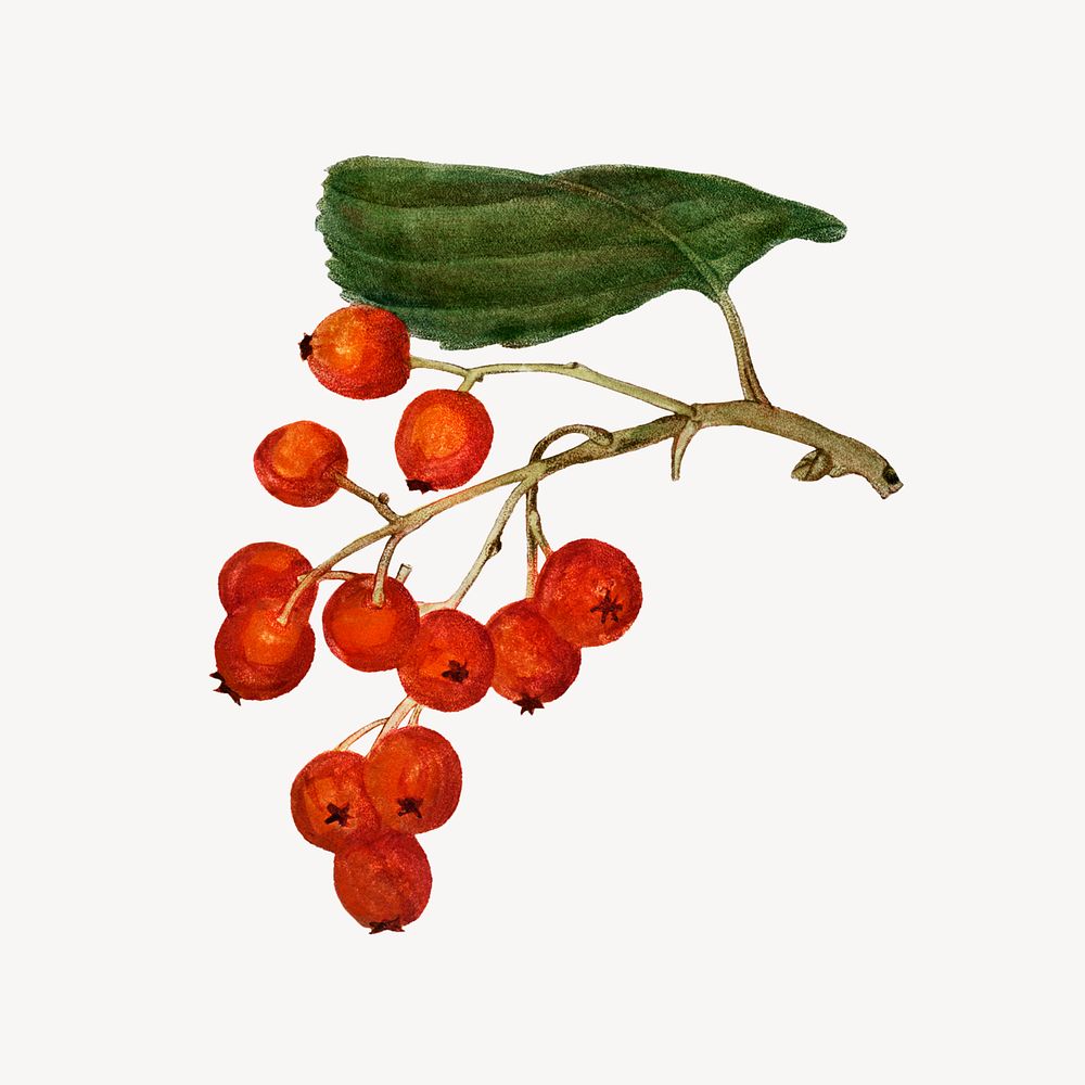 Vintage winter berry illustration
