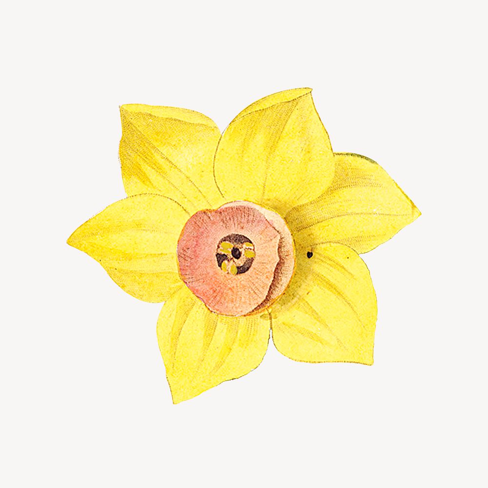 Vintage yellow daffodil flower illustration