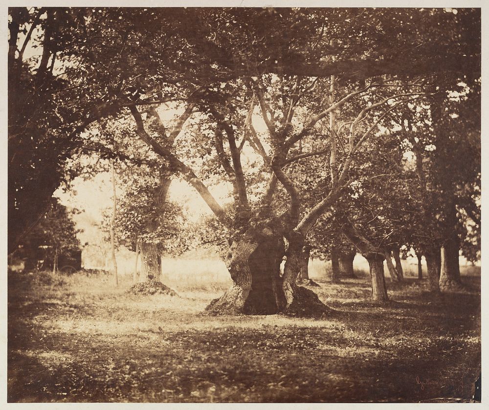 Hollow Oak Tree, Fontainebleau