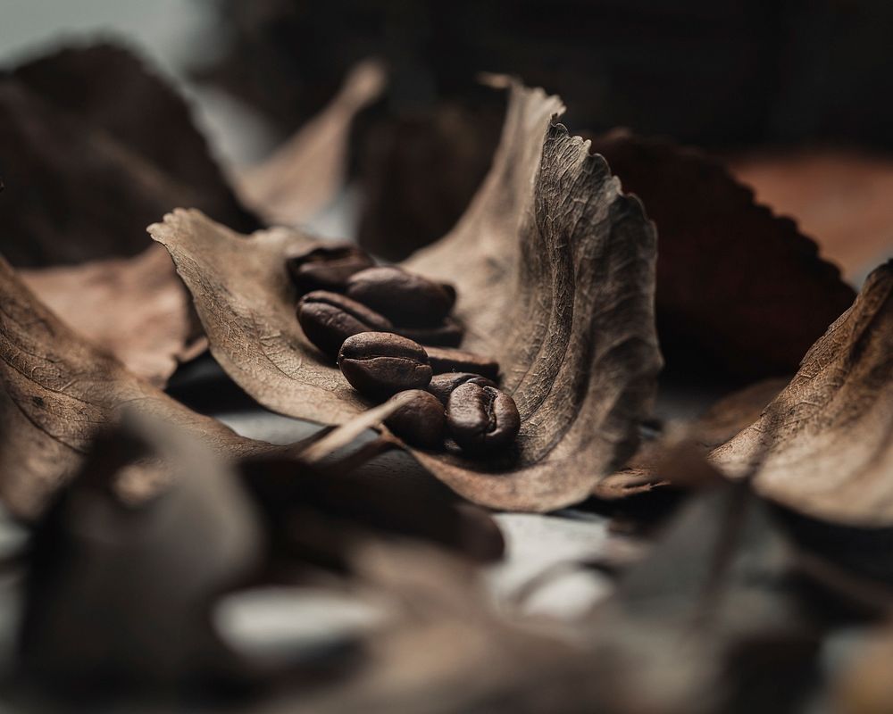 Free coffee beans & dry leaves photo, public domain nature CC0 image.