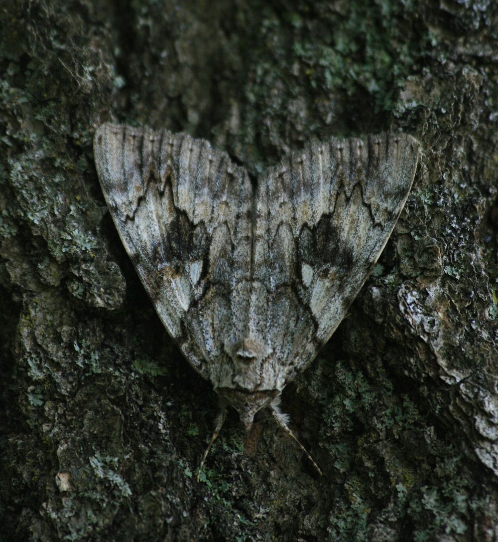 moth. Original public domain image from Flickr