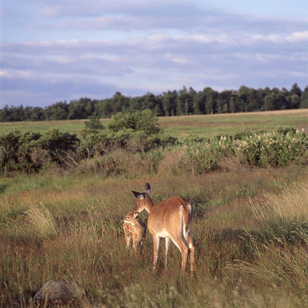 Deer in Meadow. Free public domain CC0 image.