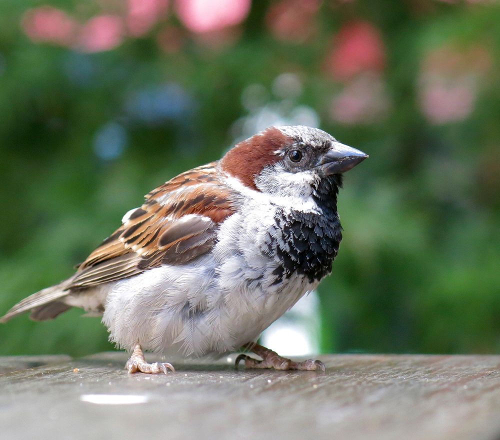 City sparrow.