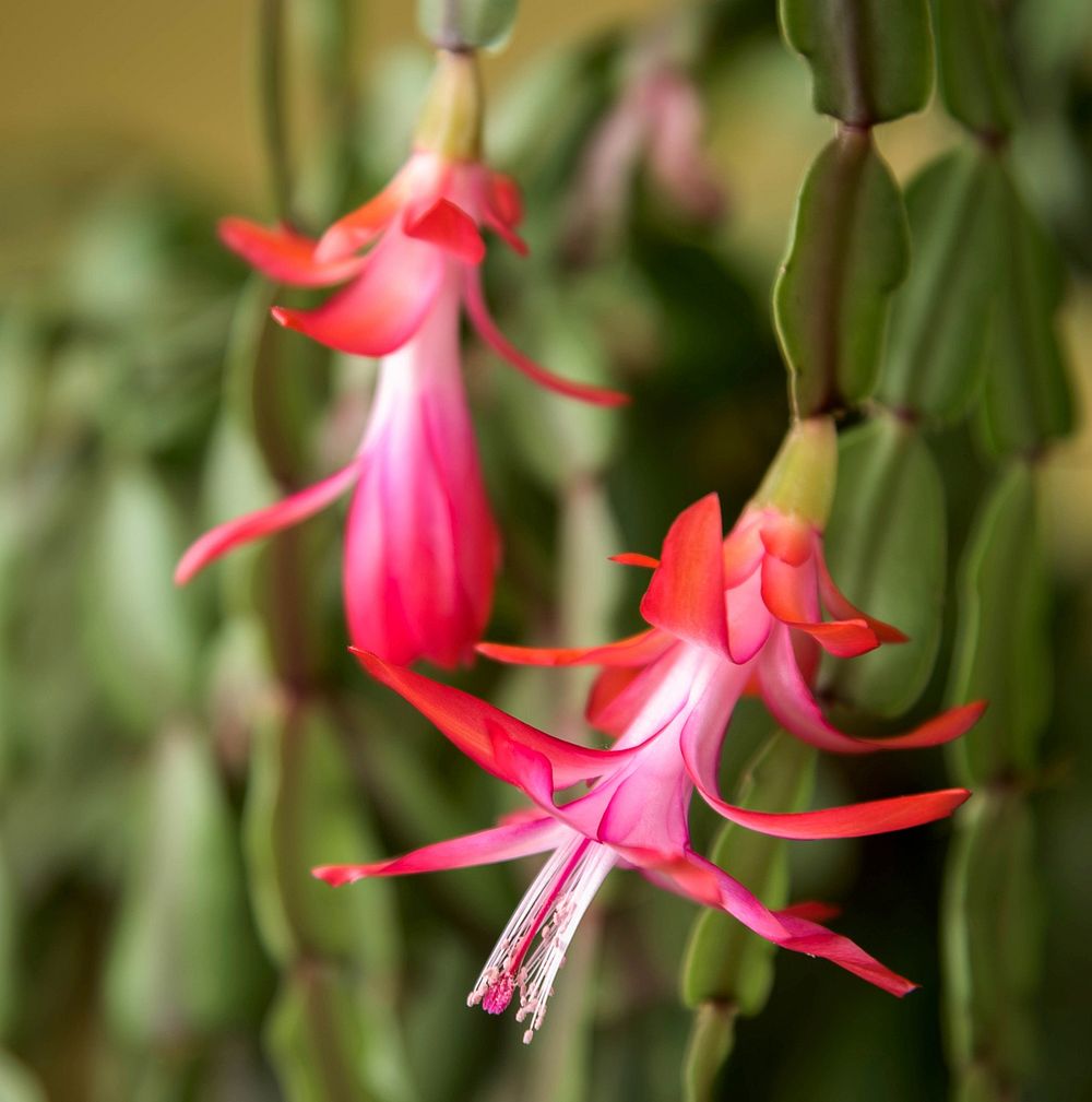 Christmas Cactus blooms.