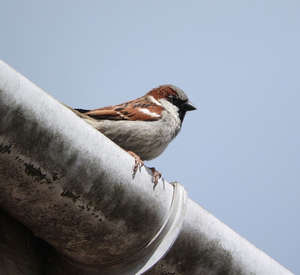 Sparrow. Original public domain image from Flickr