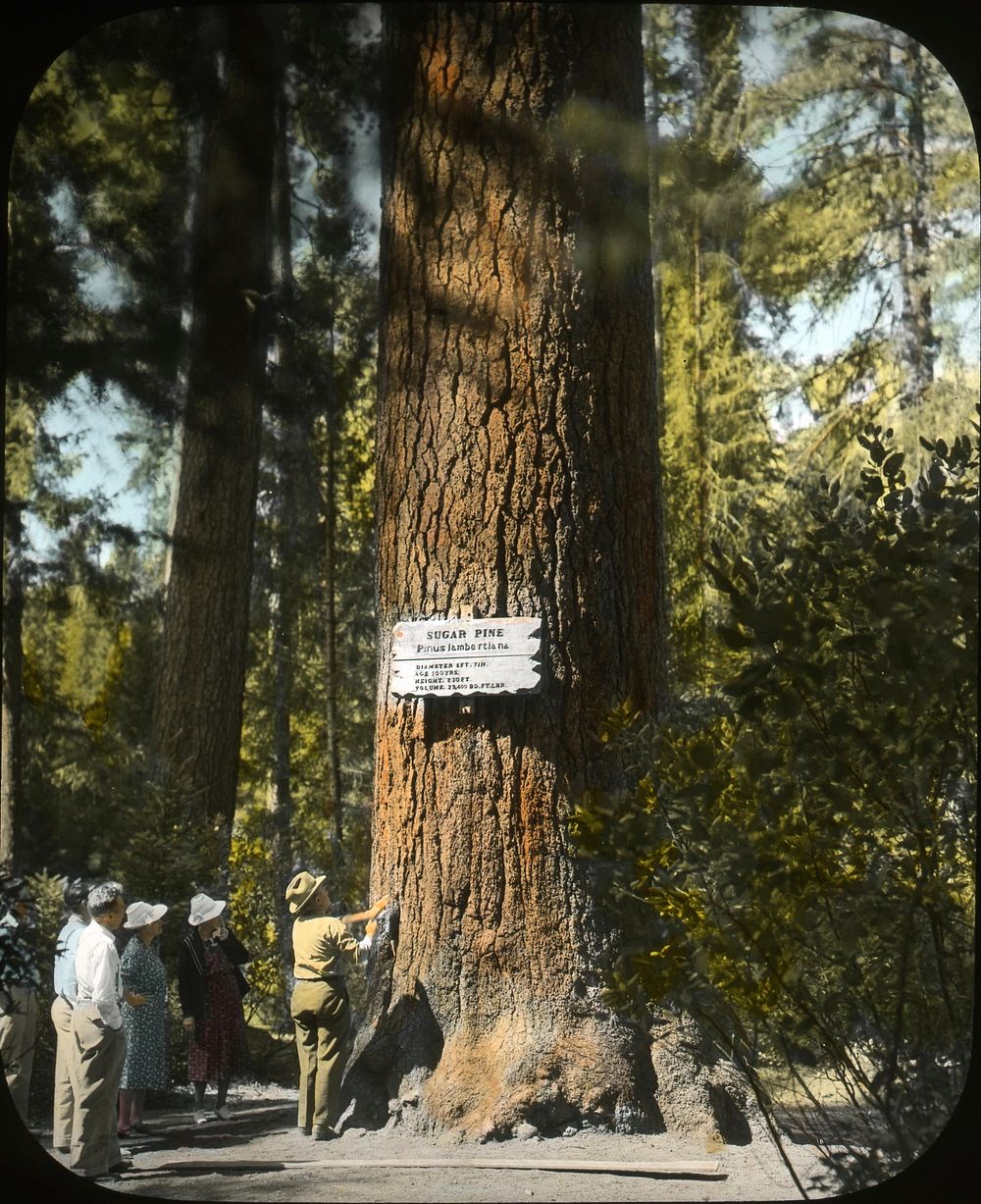 Mammoth S Pine 1941 at Rogue River - Siskiyou National Forest Historic Photo. Original public domain image from Flickr