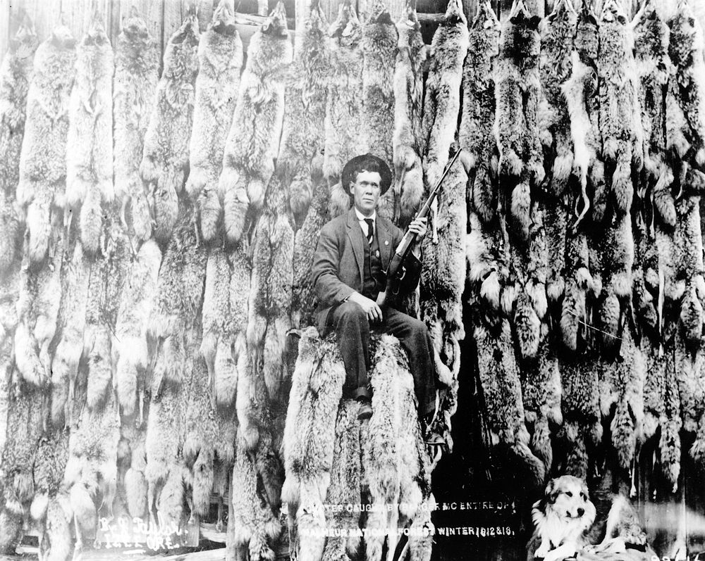 Coyotes Caught Winter 1912-13, Malheur NF, OR Malheur National Forest Historic Photo. Original public domain image from…
