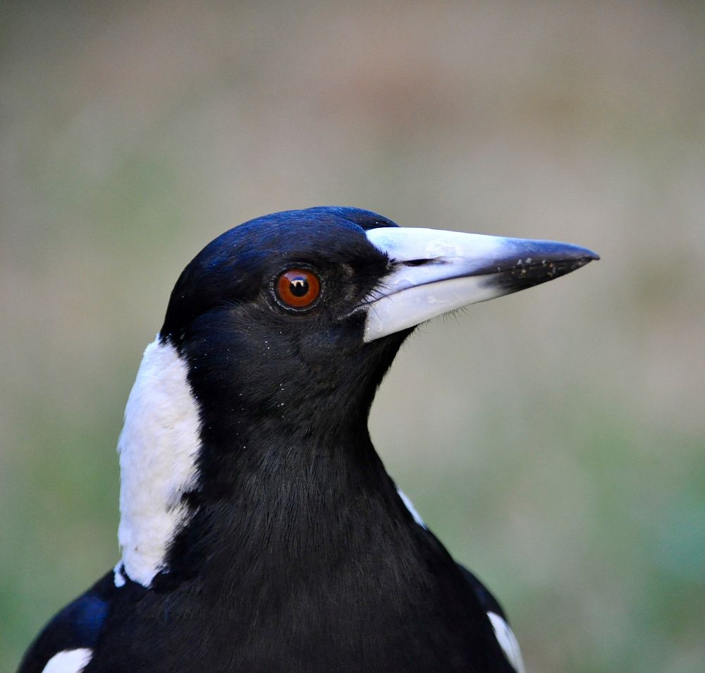 Close up of a magpie.