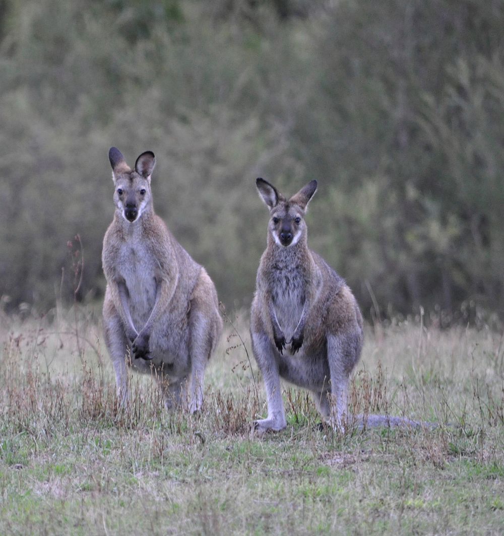 Red-necked wallabies.