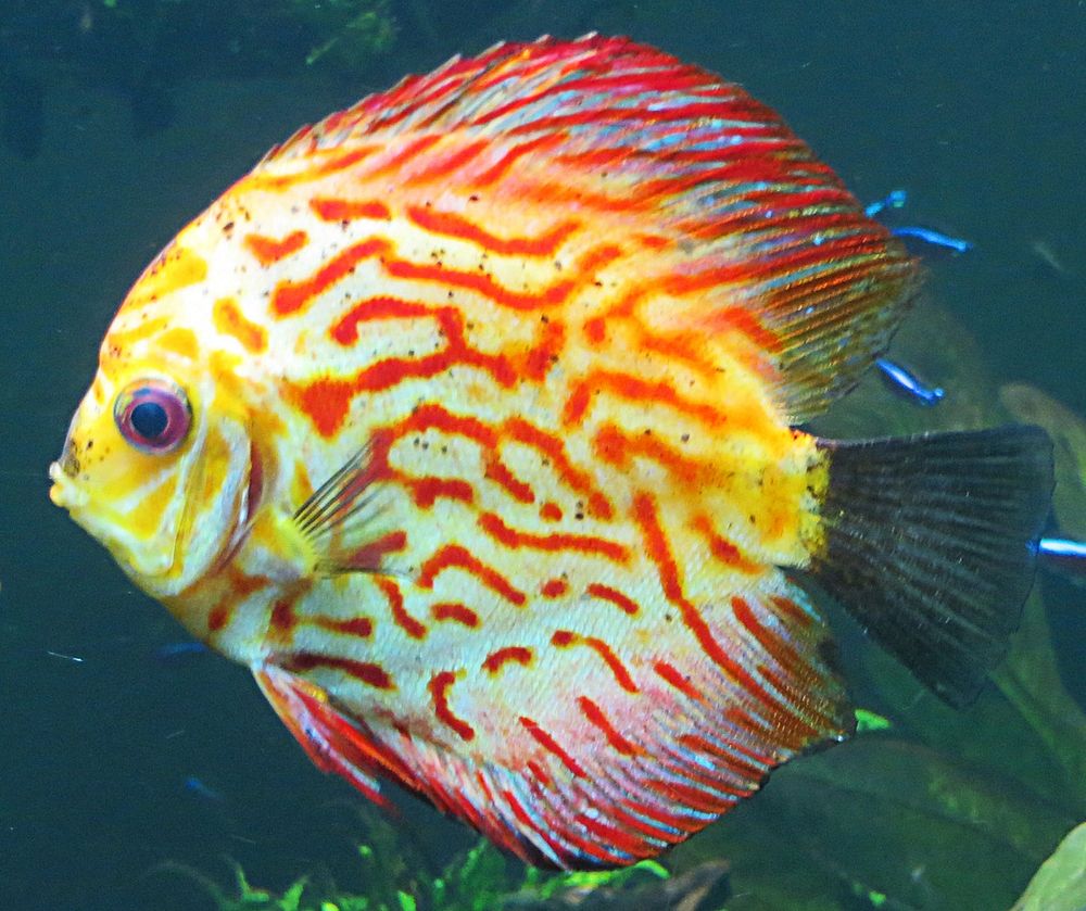 Multicolored fish.