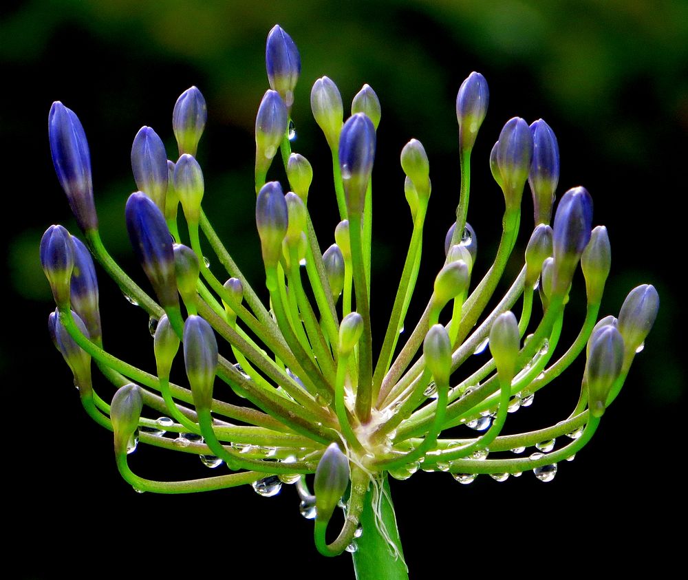 Agapanthus buds with water drops.