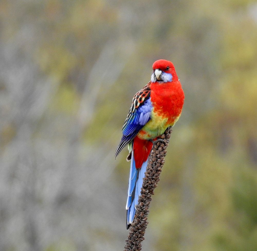 Red parrot, animal photography. Free public domain CC0 photo.