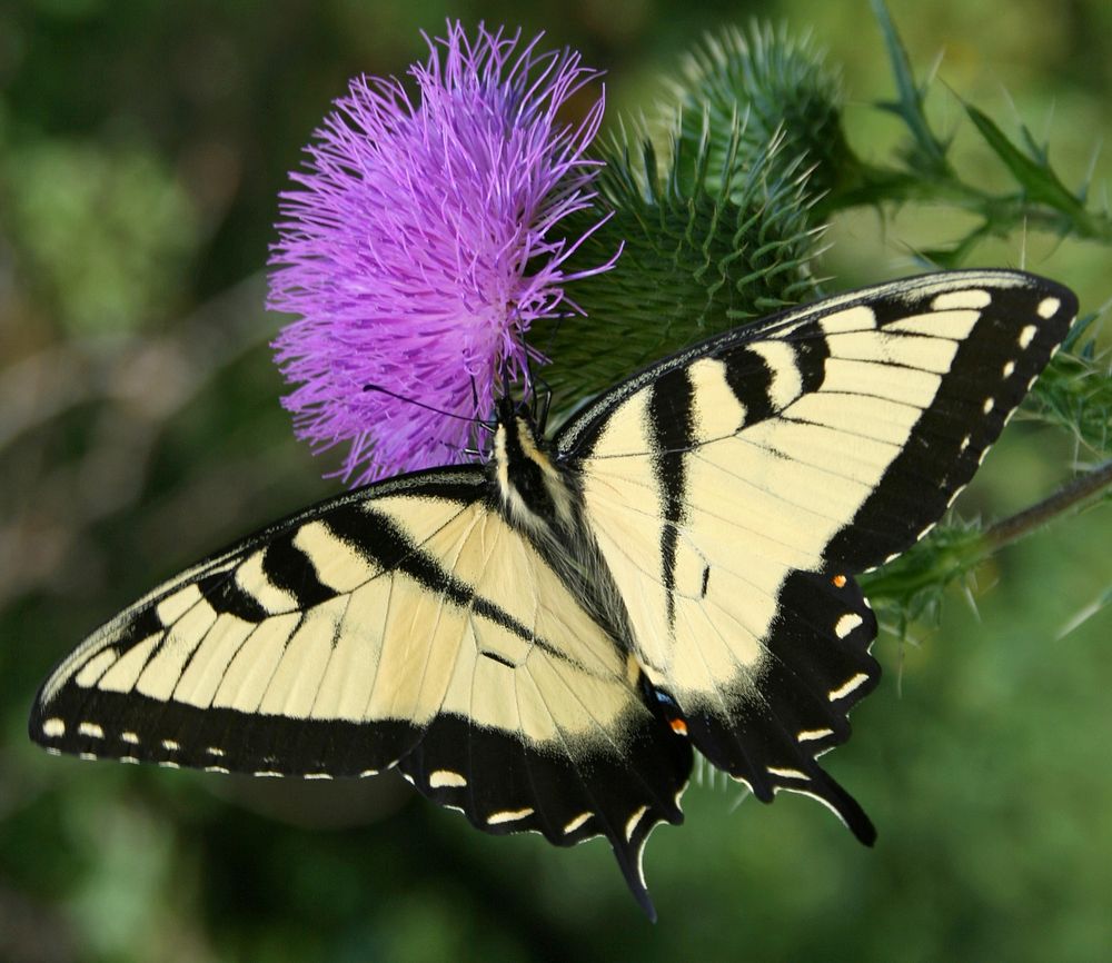 Papilio glaucus, male