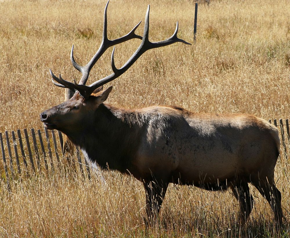 Bull Elk is standing in the field at Rocky Mountain National Park. NPS Photo/M.Reed. Original public domain image from Flickr