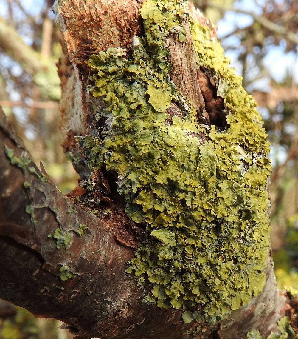 Lichen / algae.