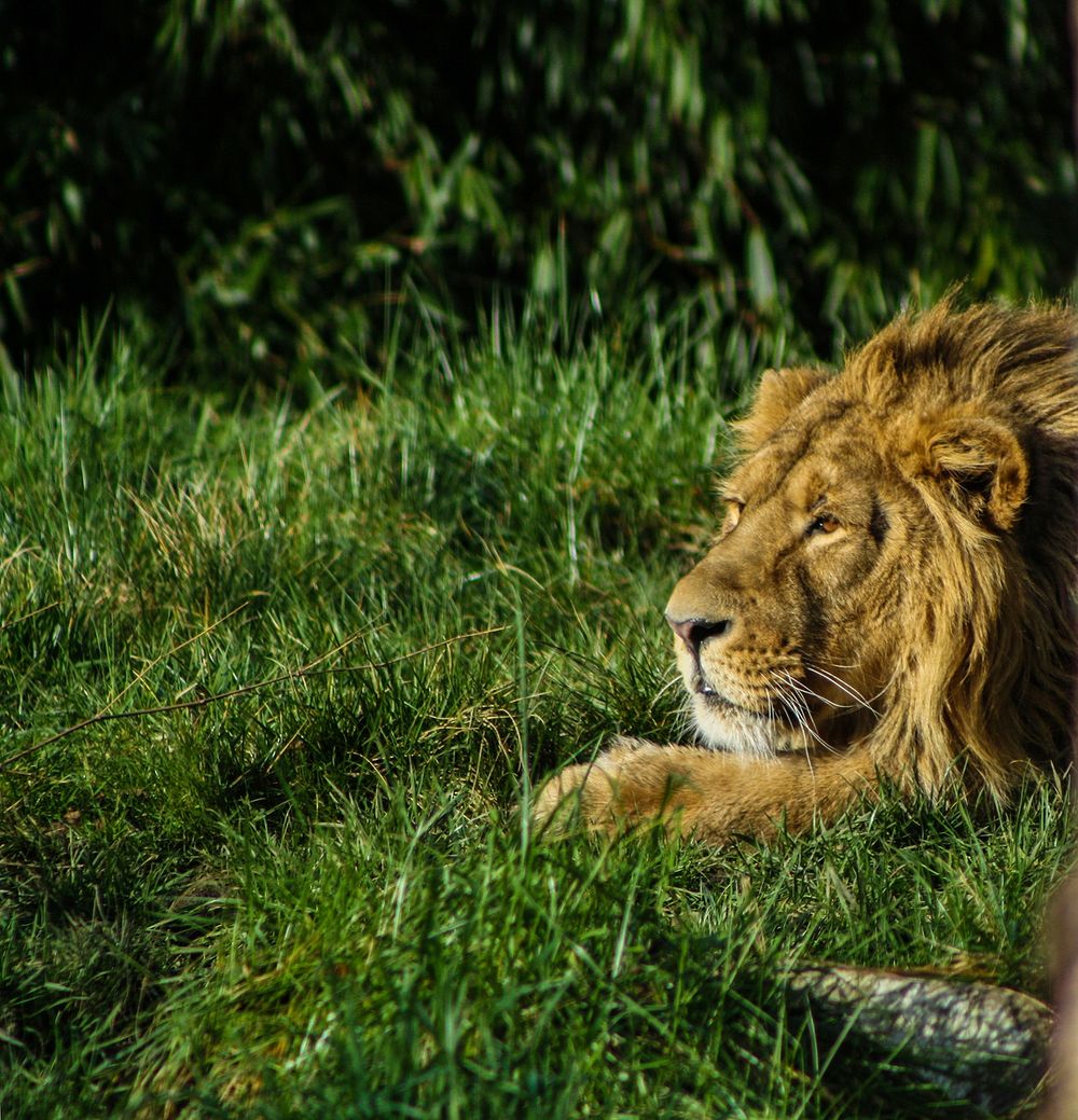 Lion. Original public domain image from Flickr