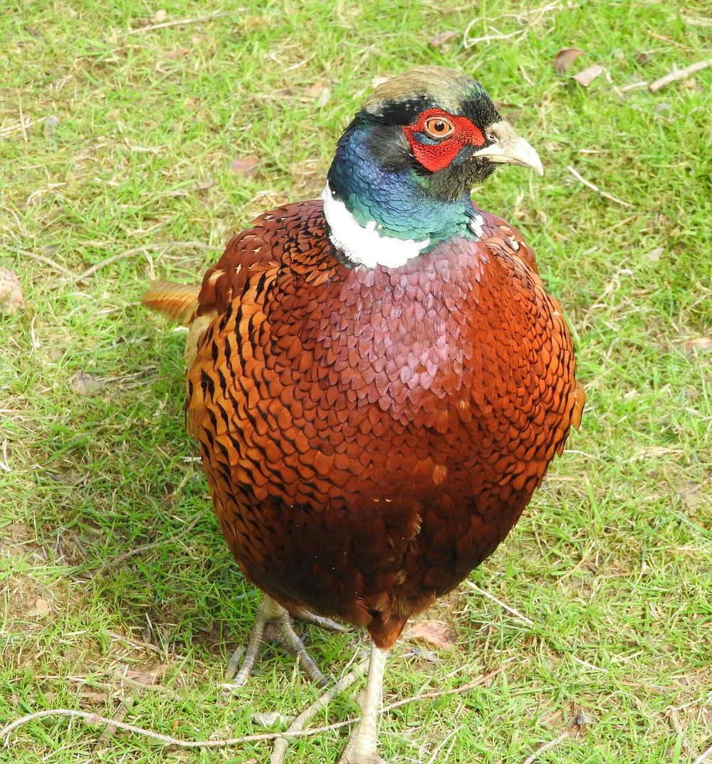 Pheasant. Original public domain image from Flickr
