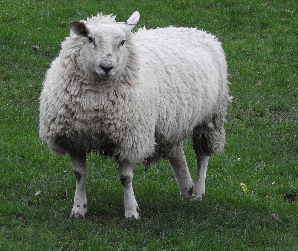 Sheep. Original public domain image from Flickr