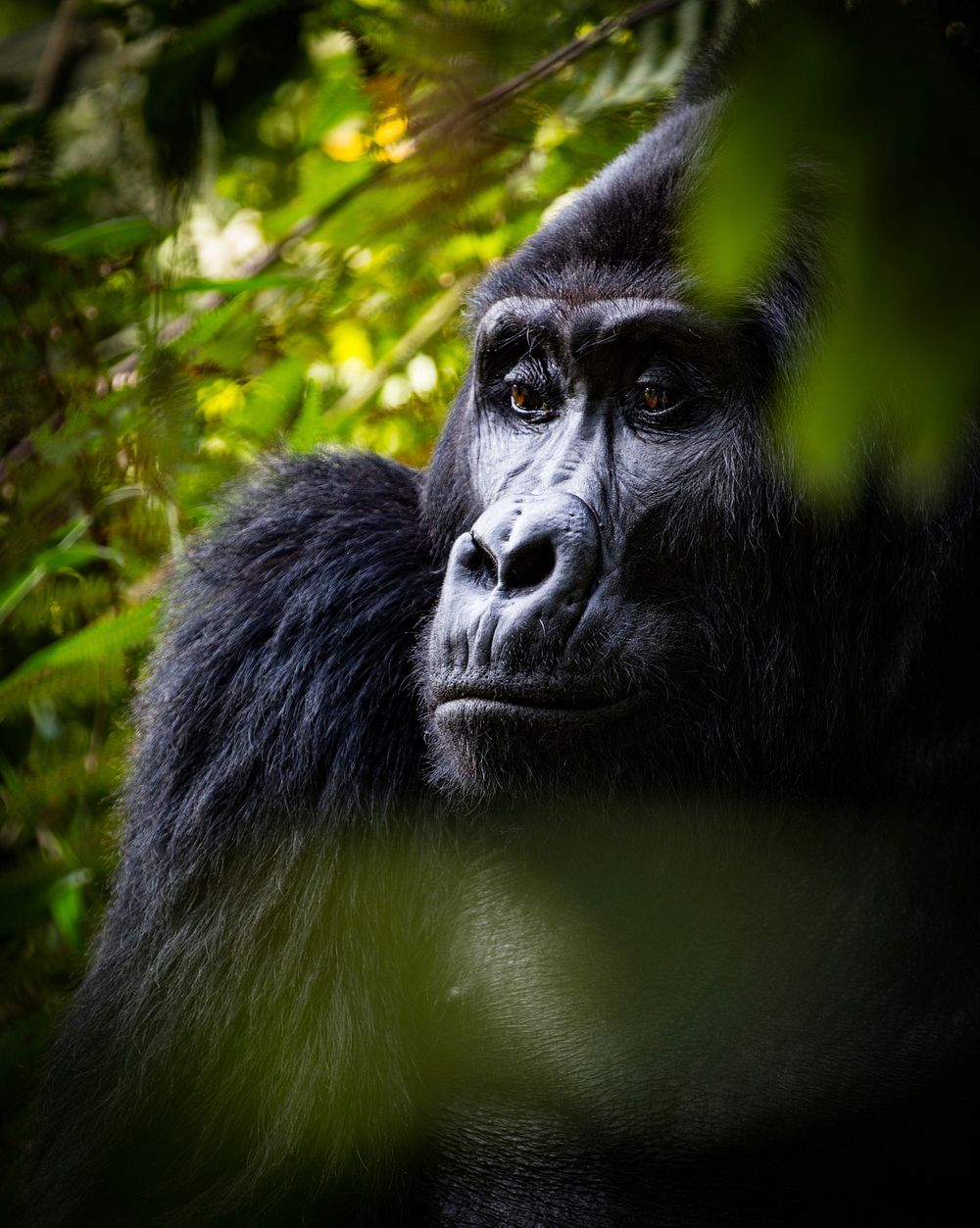 Gorilla in forest, wild animal image. Free public domain CC0 photo.