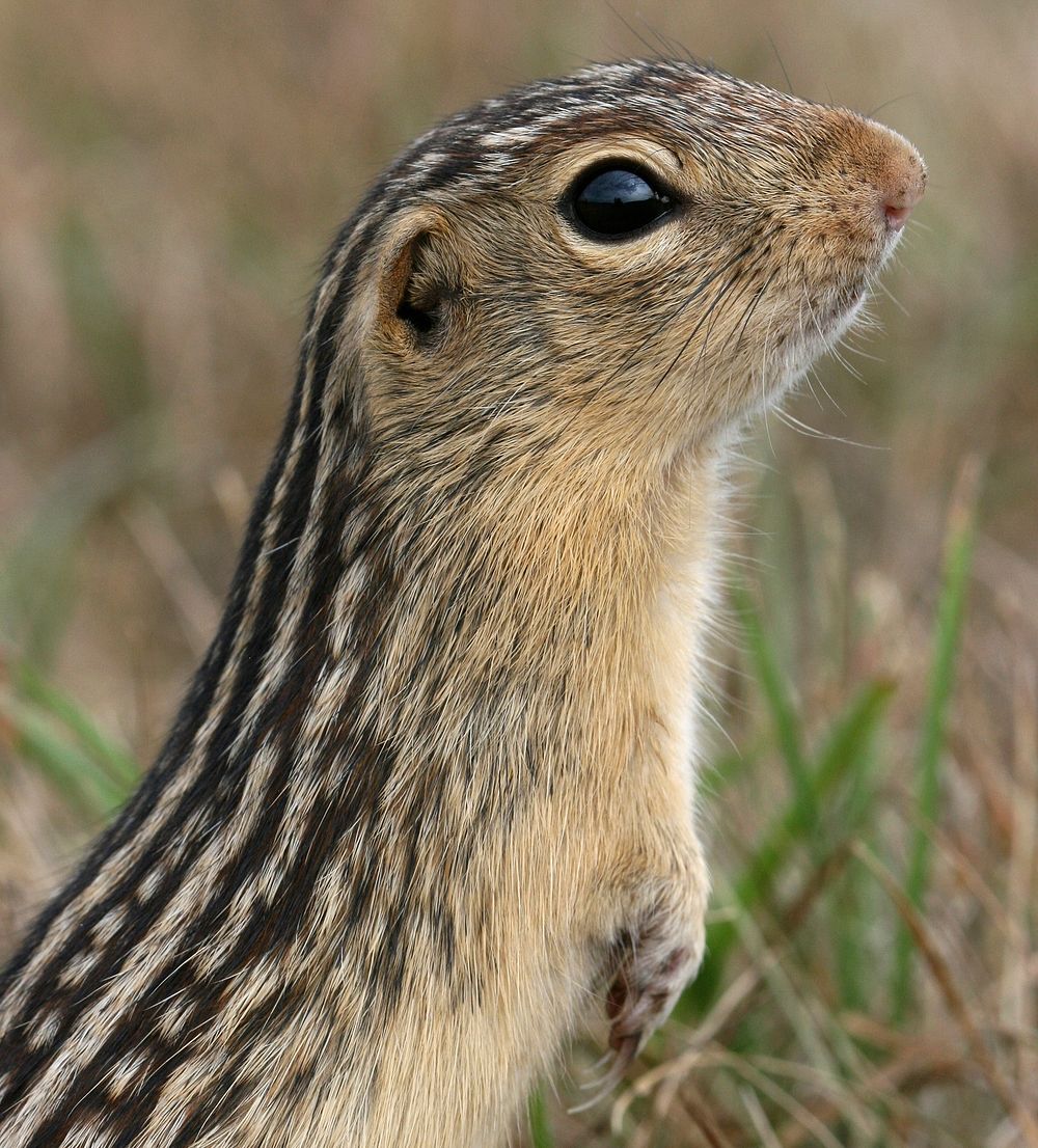 Stripped Gopher