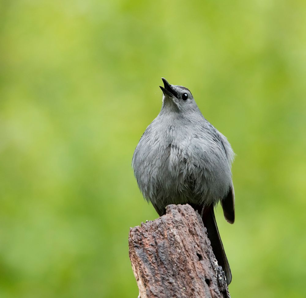 Bird image, Gray Catbird. Free public domain CC0 photo.