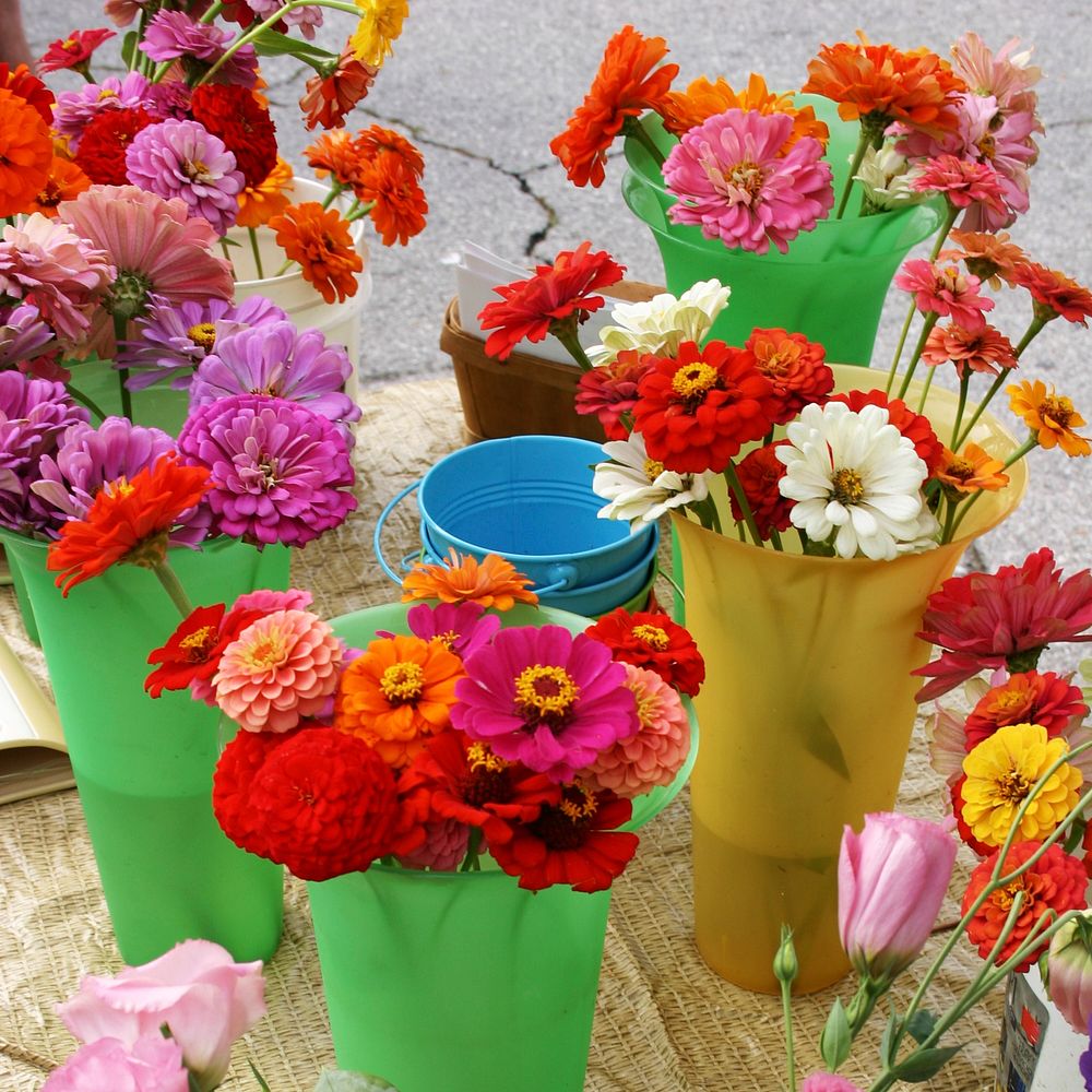 Zinnias for Sale at Farmers Market