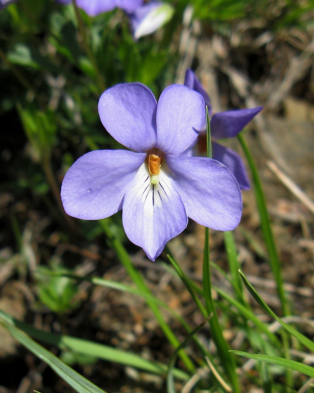 Birdfoot Violet flower. Free public domain CC0 photo.