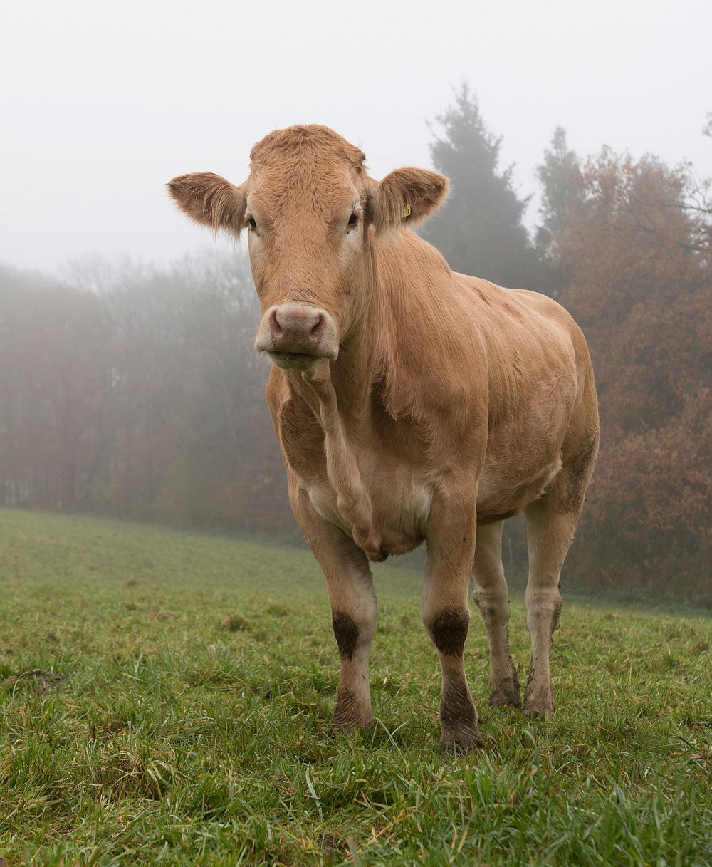 Cow on grass. Free public domain CC0 photo