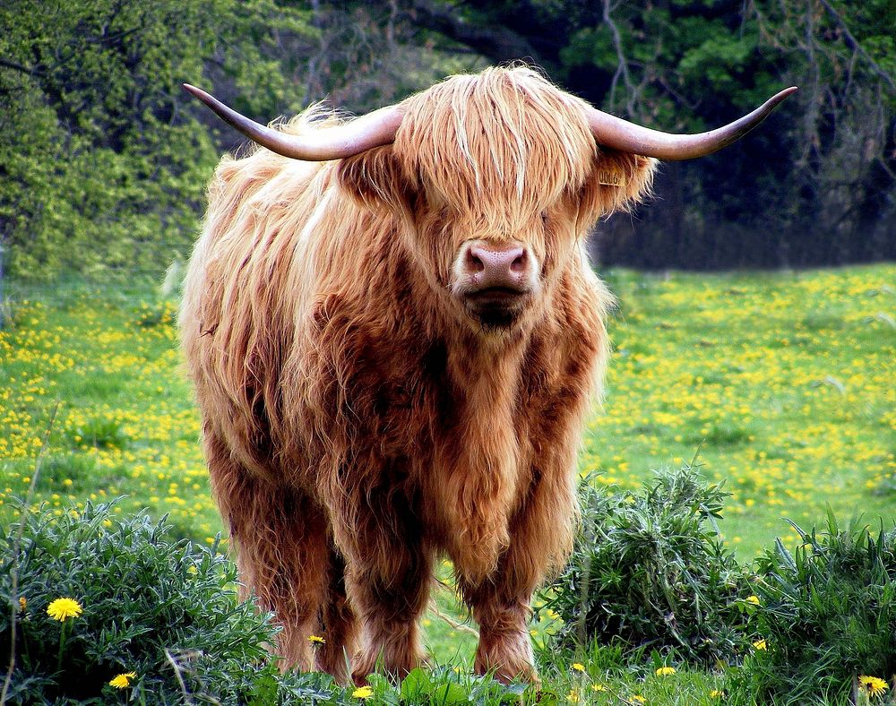 Highland cattle.  Free public domain CC0 image.