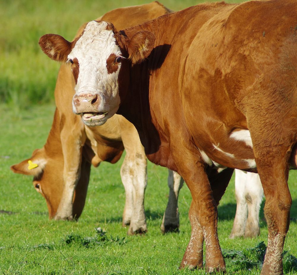 Hereford cattle, livestock animal.  Free public domain CC0 photo.
