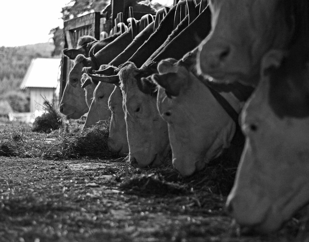 Cattle feeding on grass, livestock animal image. Free public domain CC0 photo.