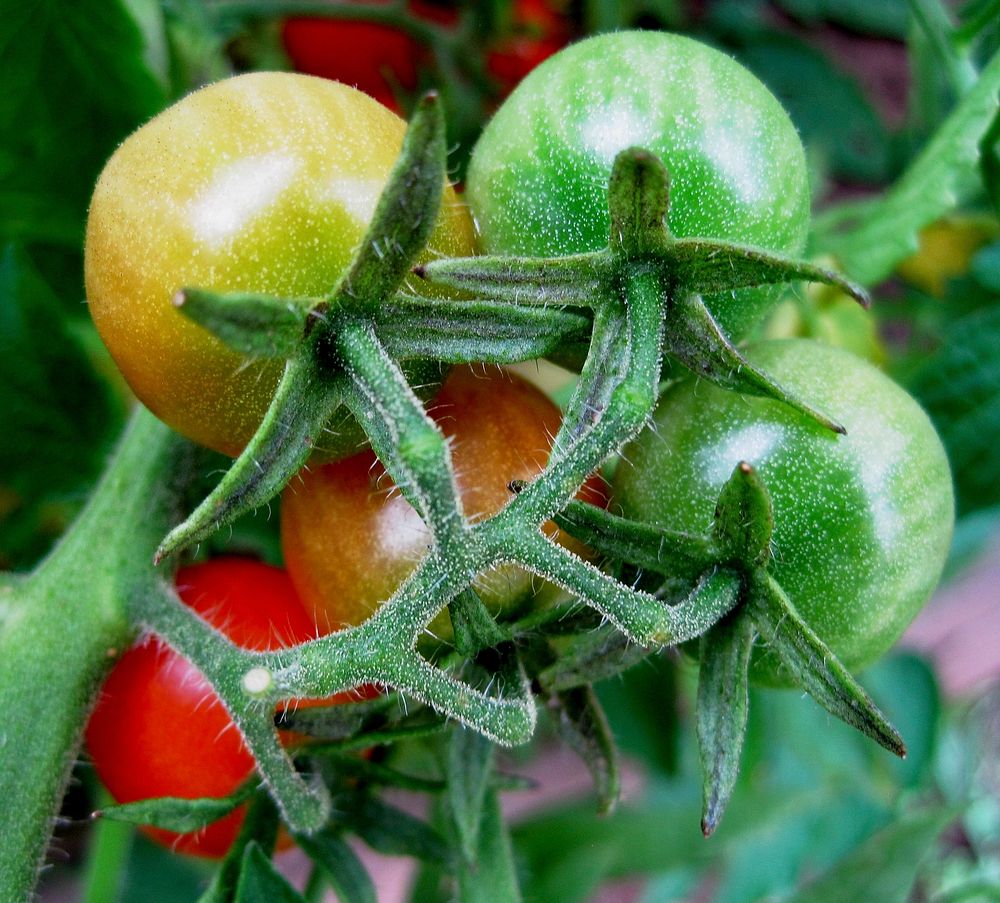 Closeup on cherry tomatoes growing on plant. Free public domain CC0 image.