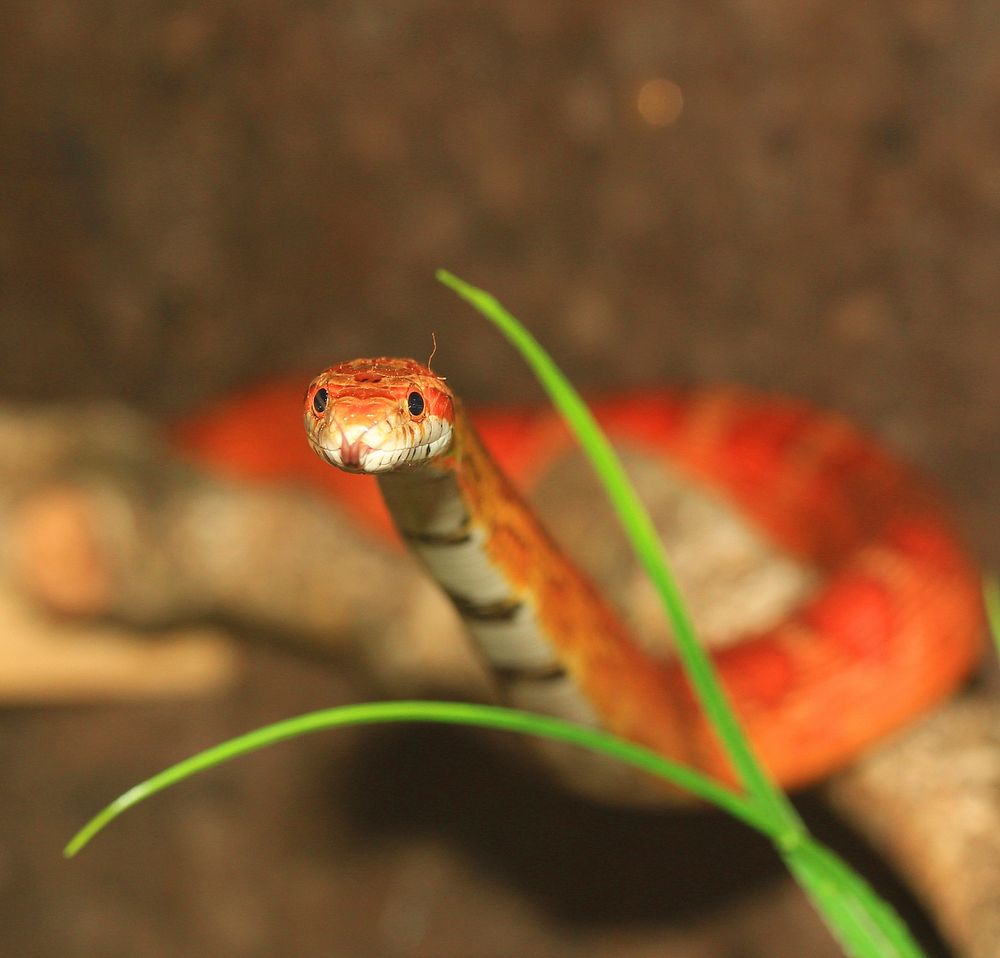 Red corn snake in nature image. Free public domain CC0 photo.