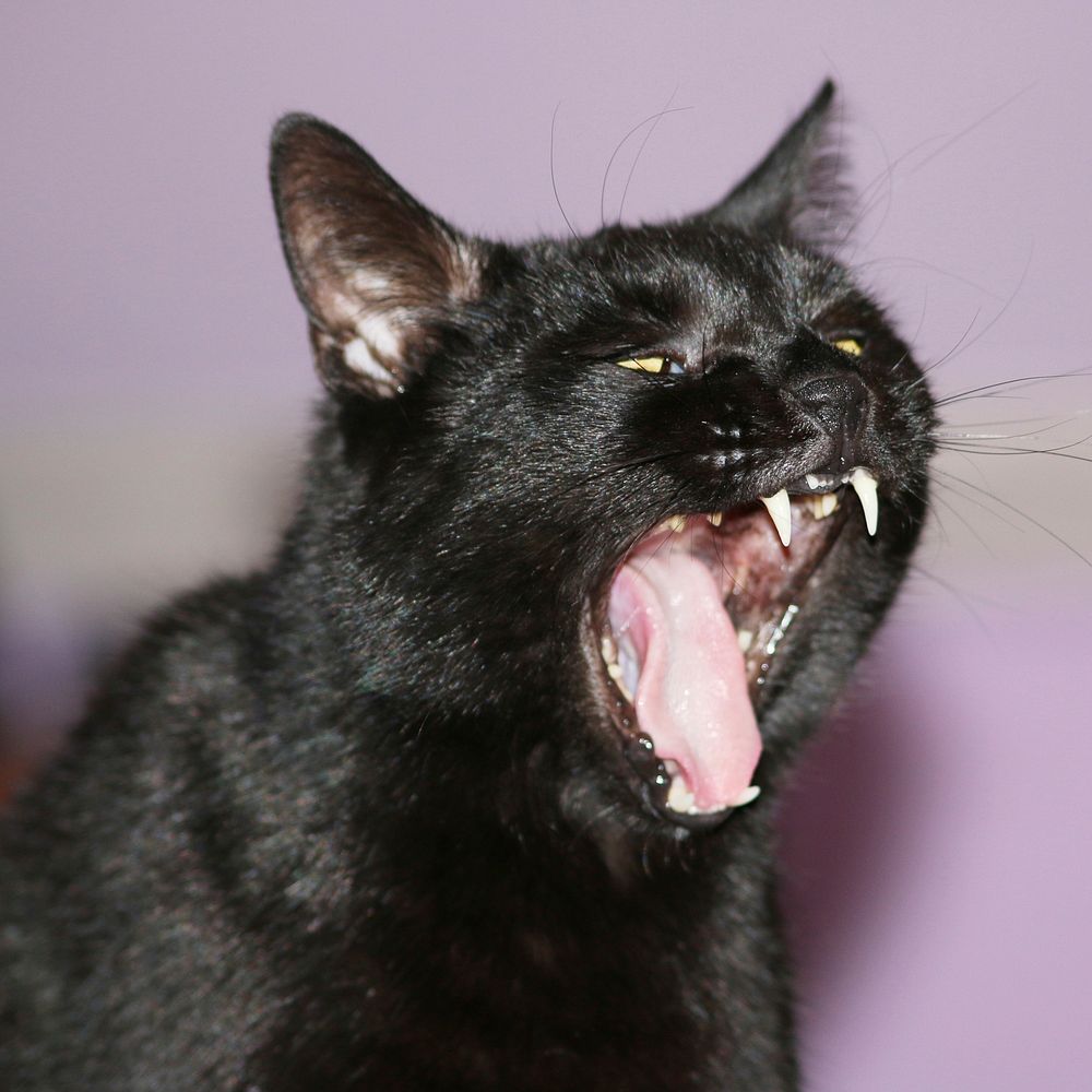 Yawning black cat, pet image, free public domain CC0 photo.