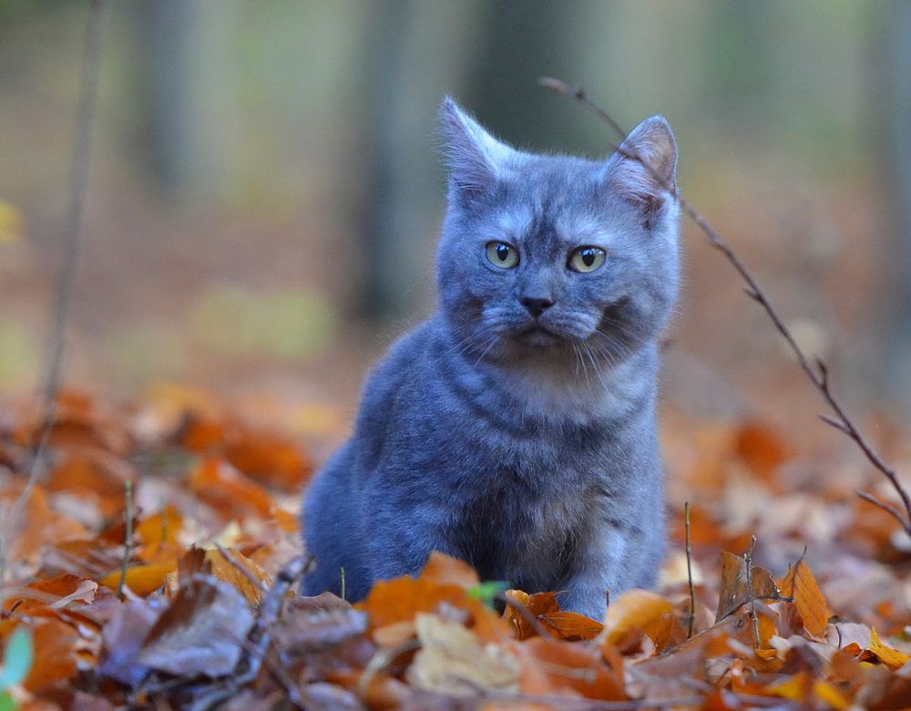 Cute british shorthair cat image, free public domain CC0 photo.