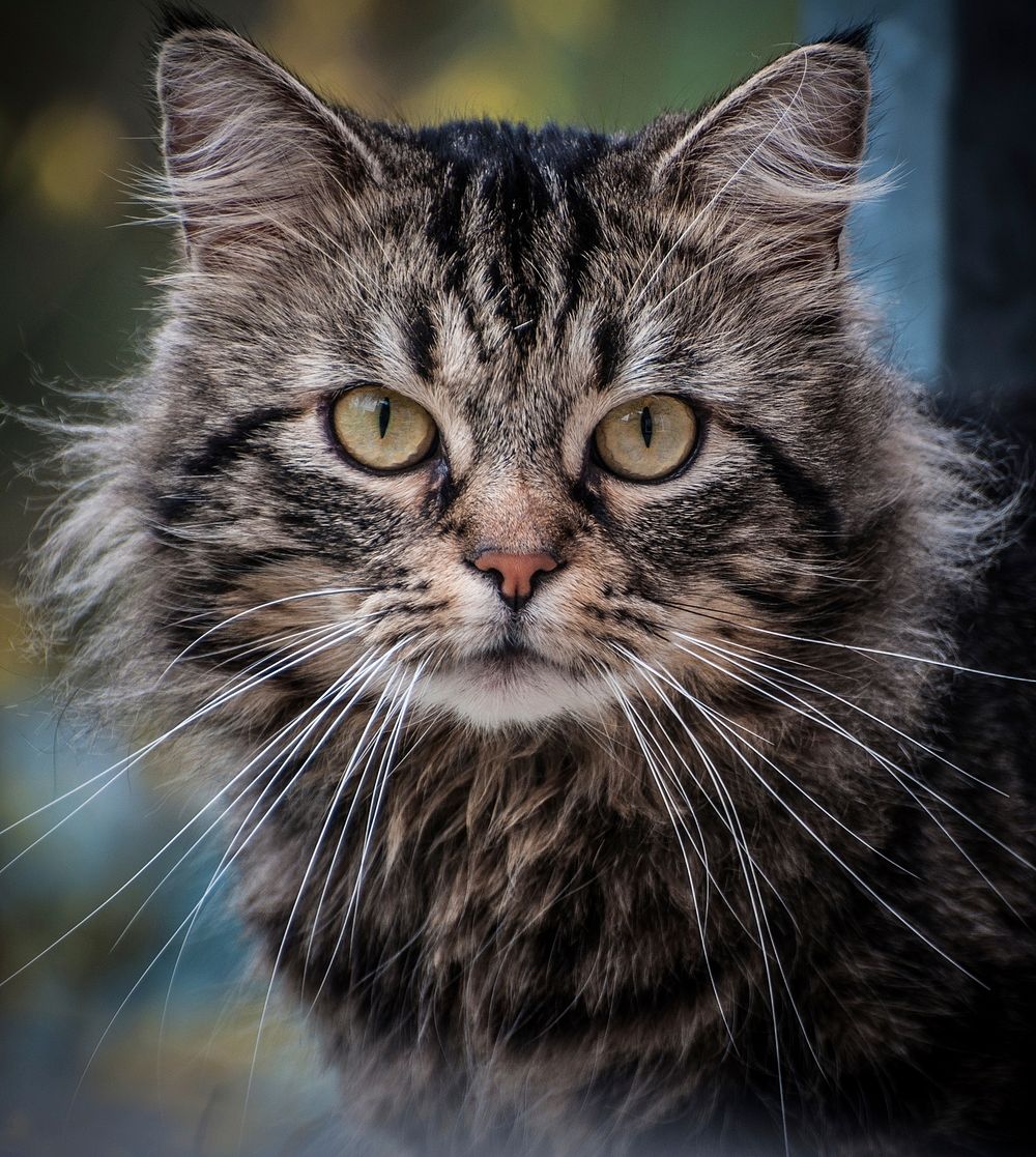Cute striped cat, animal image, free public domain CC0 photo.