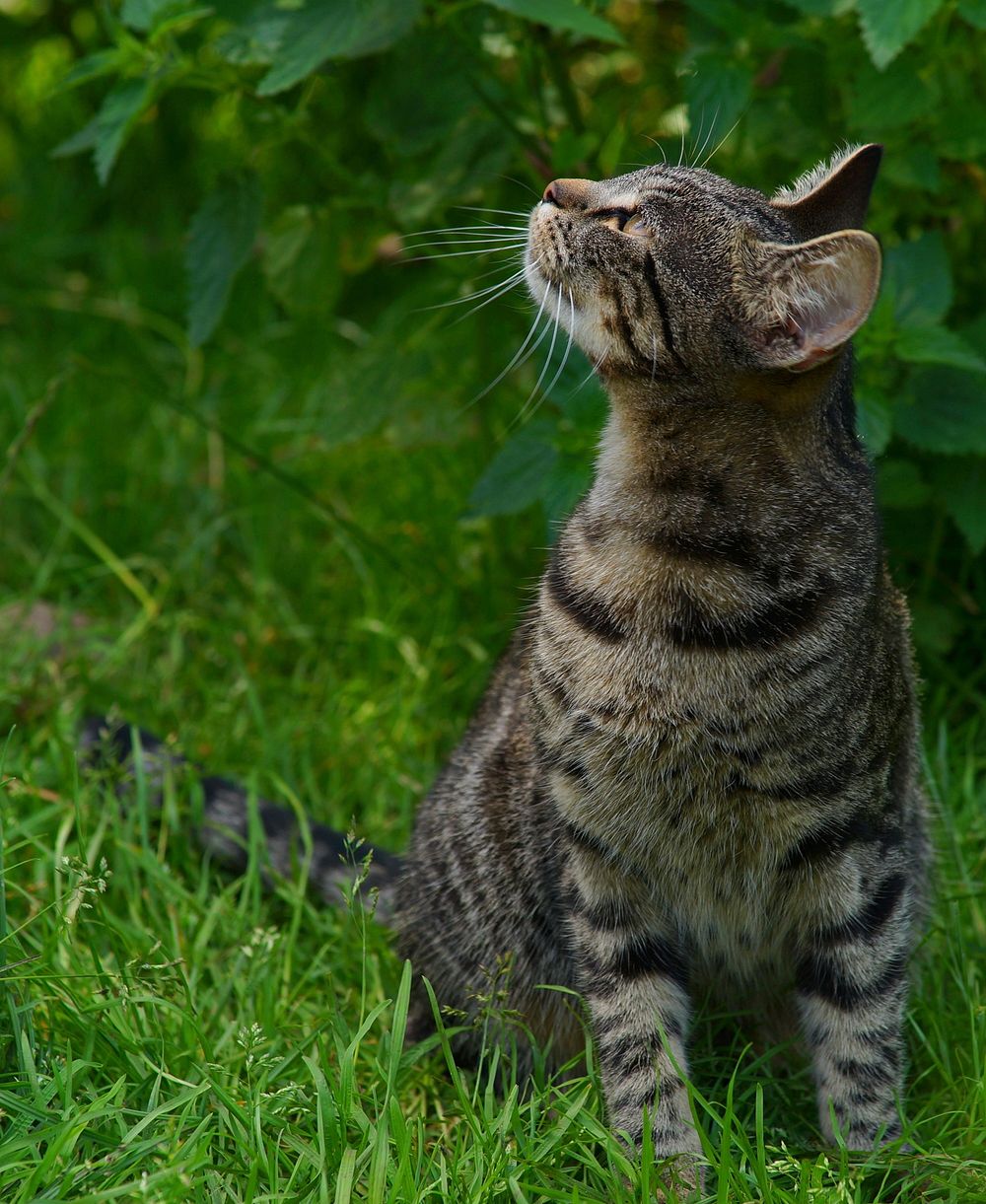 Outdoor tabby cat, animal image, free public domain CC0 photo.