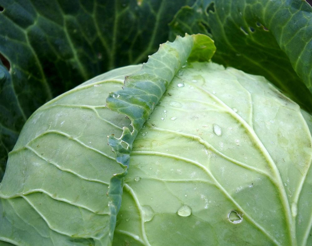 Cabbage, agricultural produce. Free public domain CC0 photo