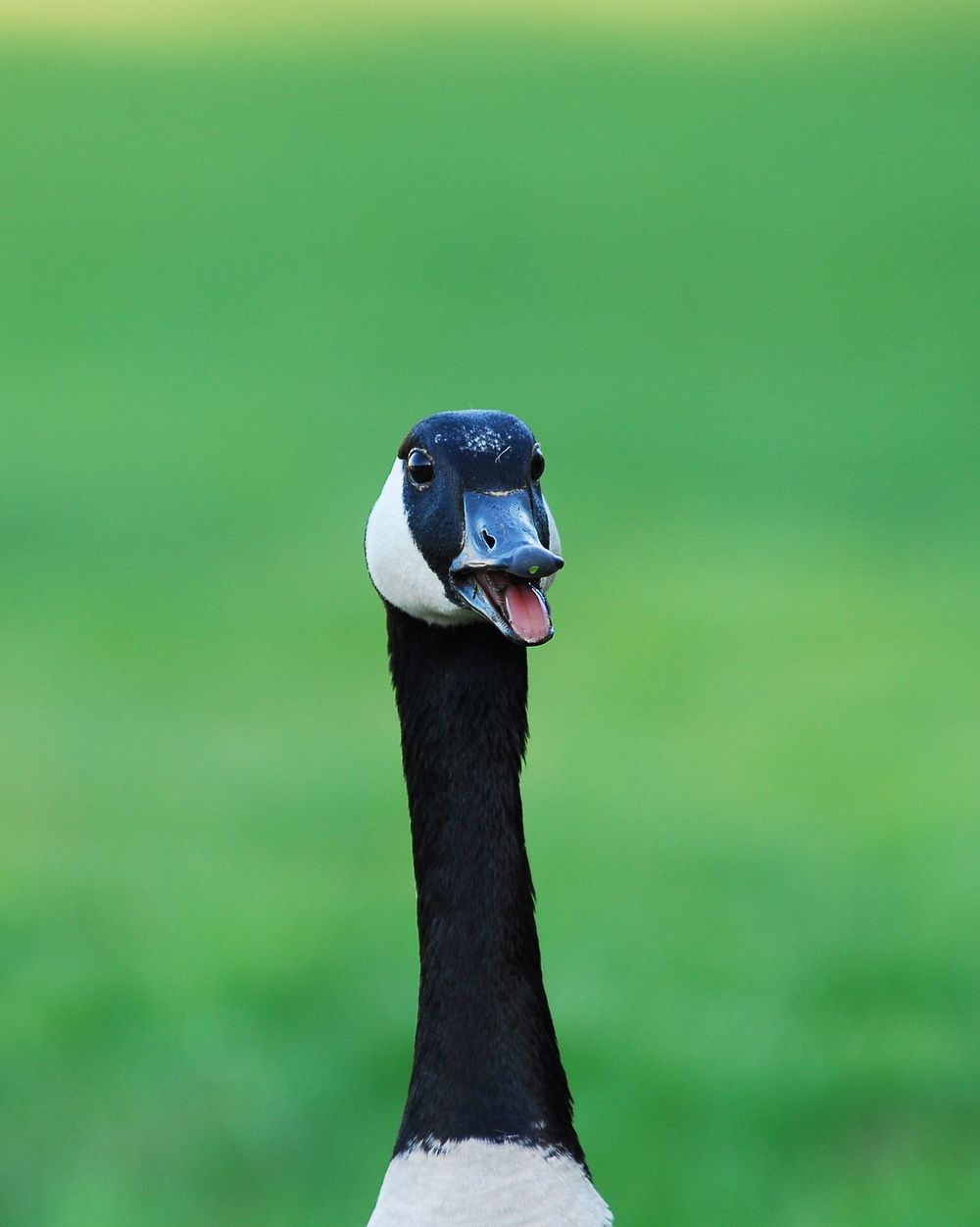 Quacking Canada goose close up. Free public domain CC0 photo.