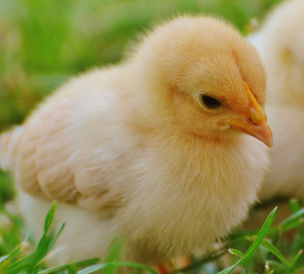 Little baby chicks. Free public domain CC0 photo.