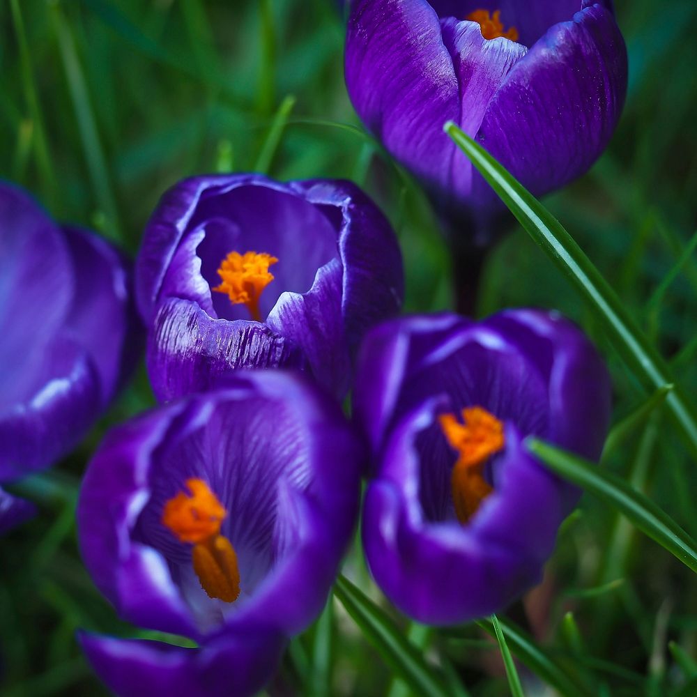 Purple tulips. Free public domain CC0 image.