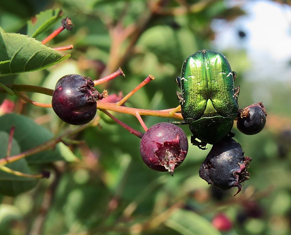 Closeup of beetle on an Amelanchier ovalis. Free public domain CC0 image.