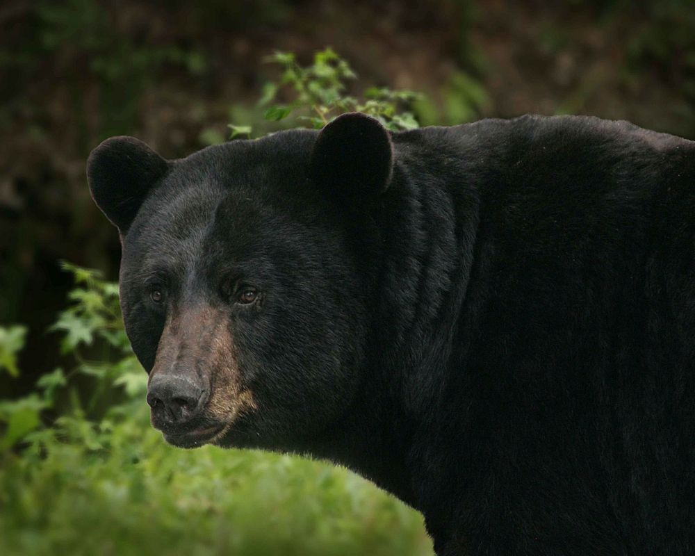 American black bear. Free public domain CC0 photo.