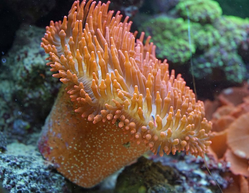 Bubble tip anemone close up. Free public domain CC0 image.