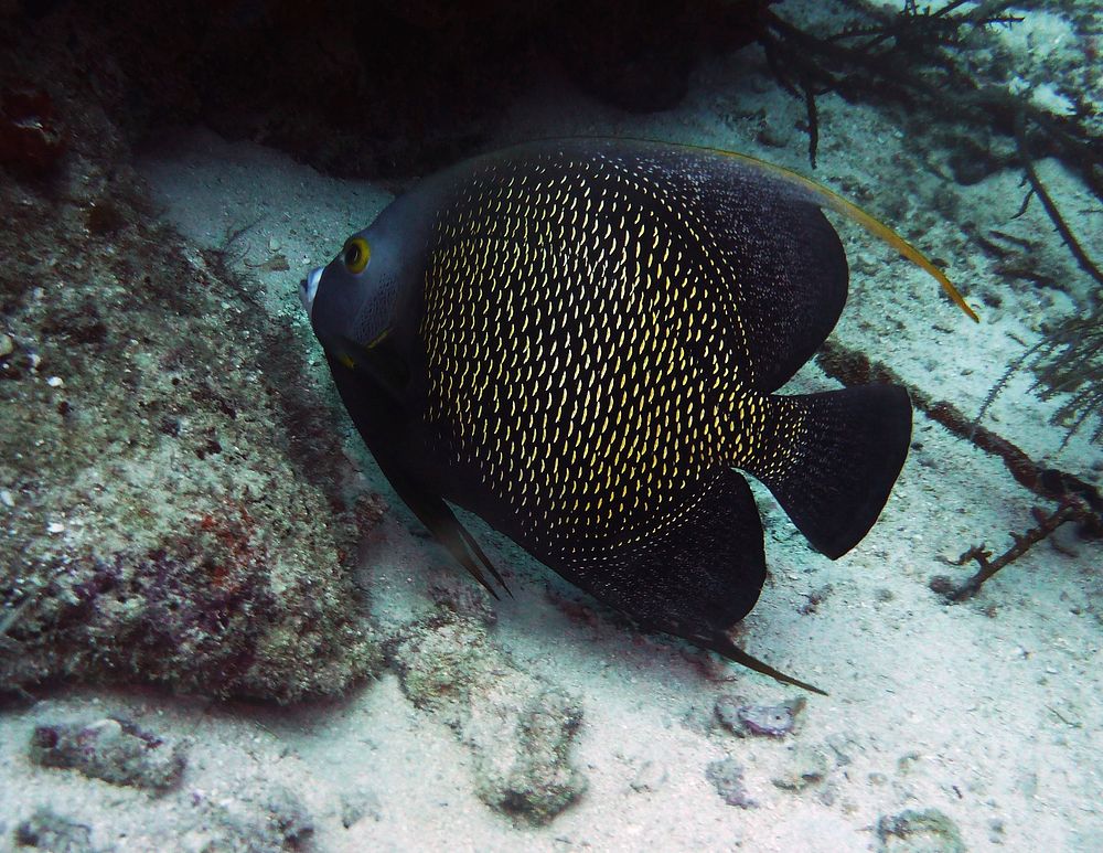 French angelfish close up. Free public domain CC0 photo.