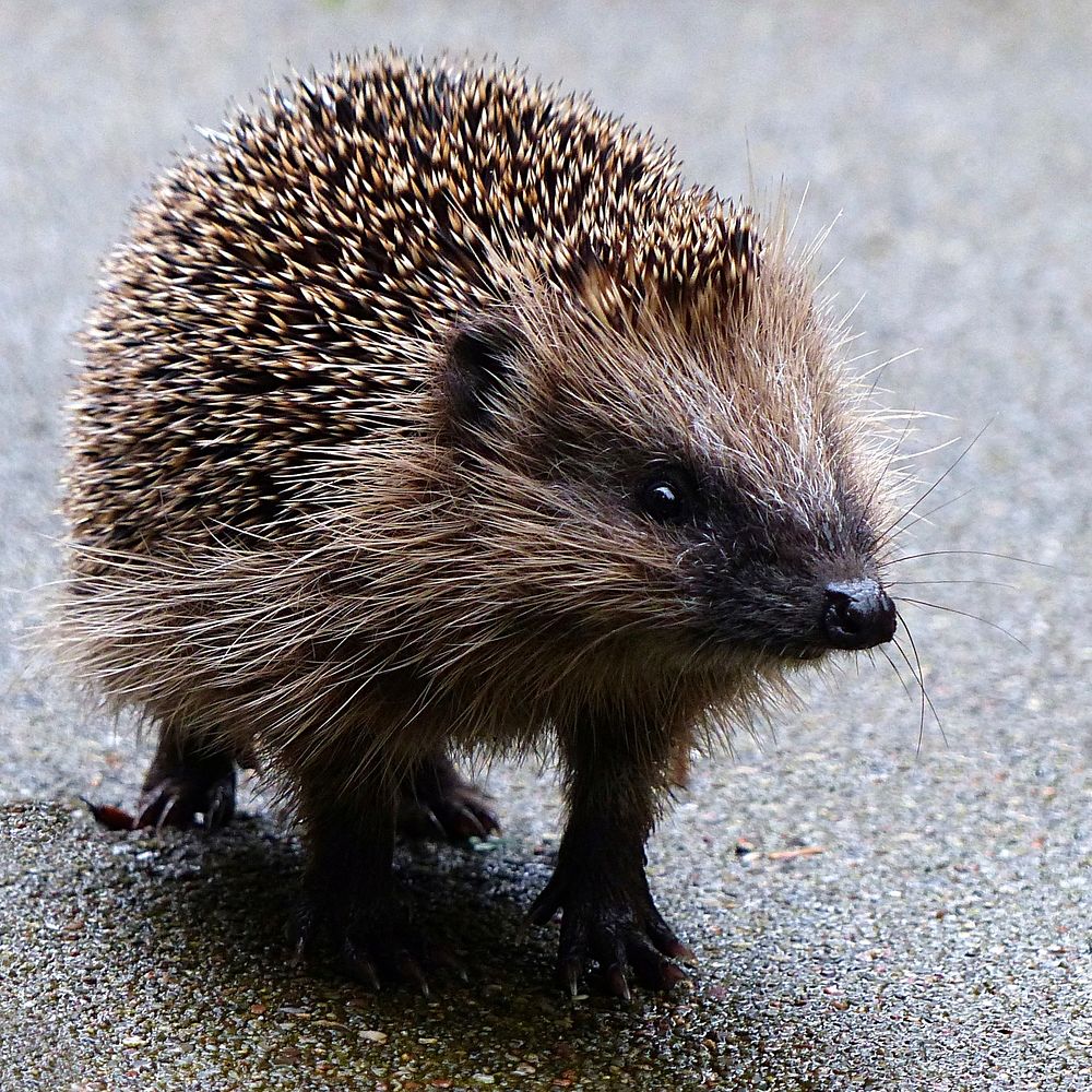 Cute hedgehog, animal image. Free | Free Photo - rawpixel