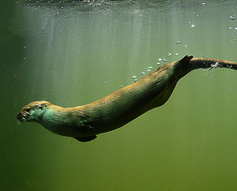 River otter swimming close up. Free public domain CC0 image.