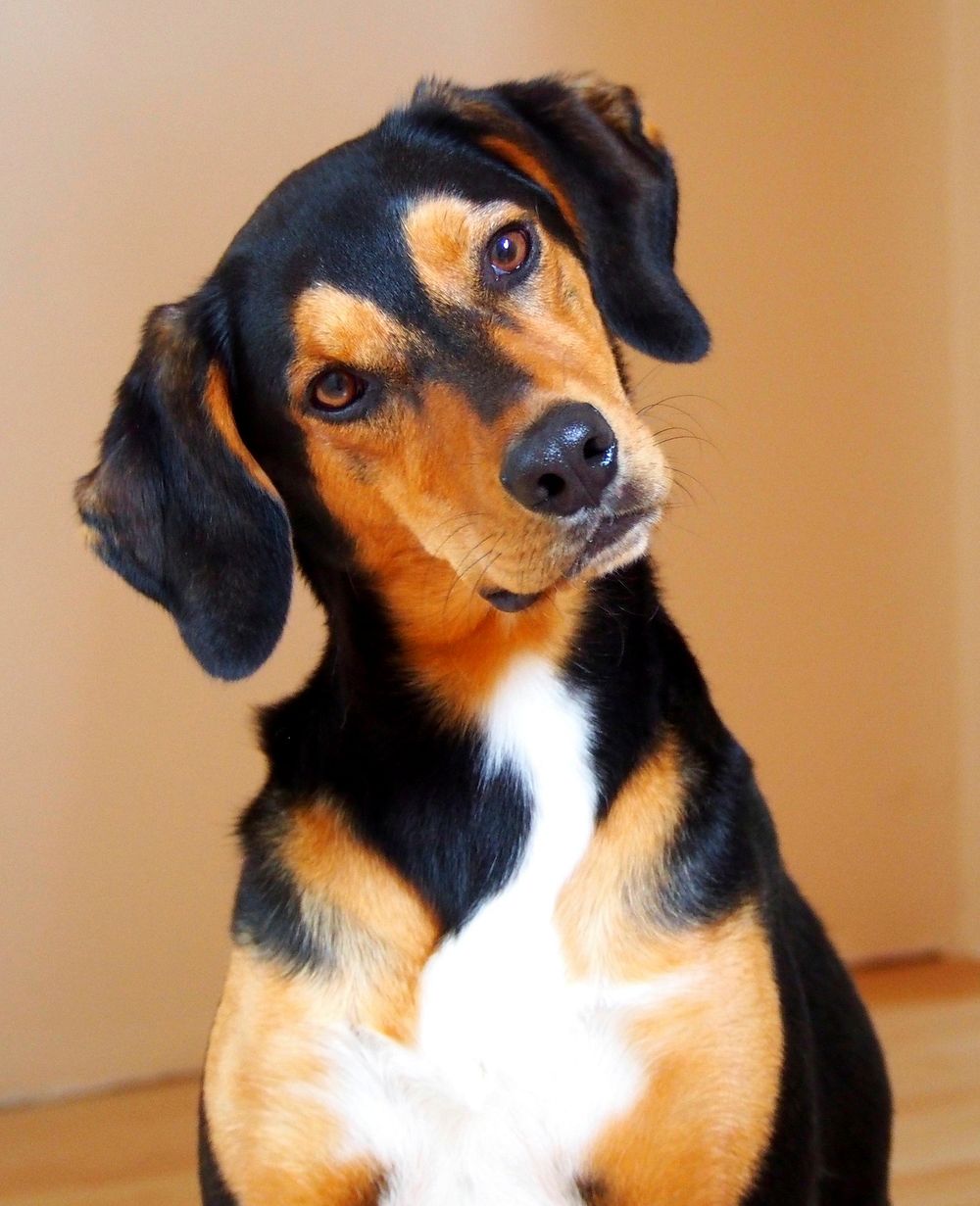 Curious beagle. Free public domain CC0 photo.